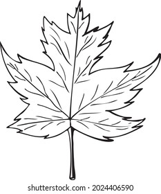 Maple leaf sketch illustration. Hand drawn maple leaf Vector illustration, isolated on white background.