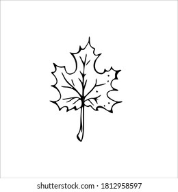 Maple leaf. Sketch style hand drawn elements. Stock outline vector illustration, isolated on white background.