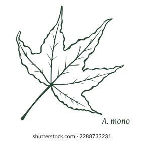 Maple leaf small-leaved. The sketch is drawn by hand, in ink with a pencil. Names in Latin. Acer mono. Isolated on white background. Vector.