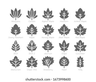 Maple  Leaf Solid Glyph Icon Set Autumn Fall And Spring Concept Minimal Style Illustration Vector EPS 10.