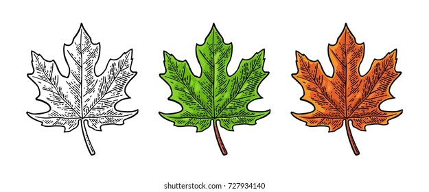 Maple leaf. Spring green and autumn orange . Vector color and black vintage engraving illustration. Isolated on white background