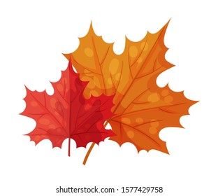 Maple Leaf as Thanksgiving Feast Symbol Vector Illustration