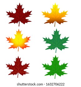 Maple Leaf tree green botany forest