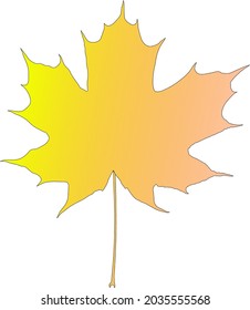 maple leaf tree yellow autumn