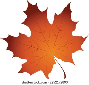 maple leaf in vector art