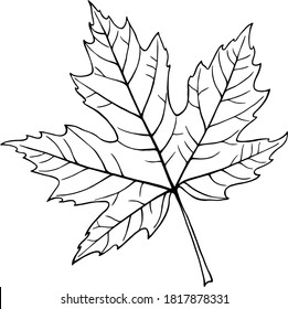 
Ahornblattvektorsaison, Herbstsaison