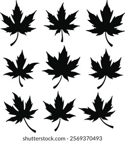 Maple leaf vector black silhouette set showcasing a variety of autumn-inspired leaf designs for creative projects