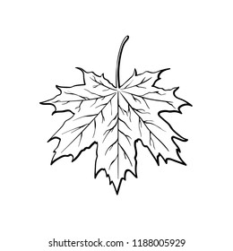 Maple leaf, vector black and white line art illustration isolated on white background, autumn leaves