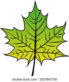 Maple Leaf vector colour autumn