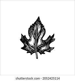 maple leaf - vector hand drawn illustration in engraving style 