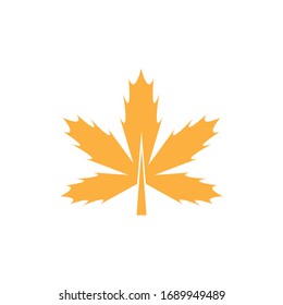 Maple leaf vector icon. 