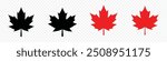 Maple leaf vector icon. Maple leaf vector illustration. Maple leaf vector shape icon. Forest and wood symbol sign. Nature tree logo. Canada label. 