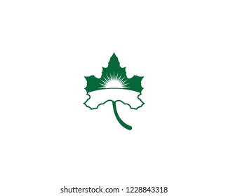Maple leaf vector icon illustration