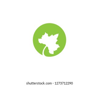 Maple leaf vector icon illustration