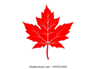 maple leaf. vector icon on white