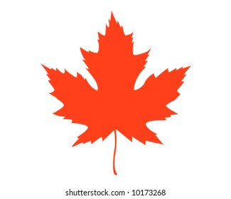 Maple Leaf Vector Illustration