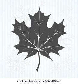 Maple leaf vector illustration