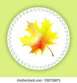 Maple leaf vector illustration