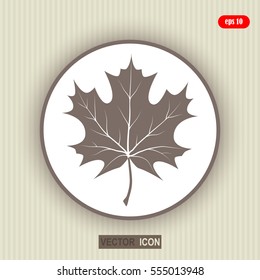 Maple leaf vector illustration