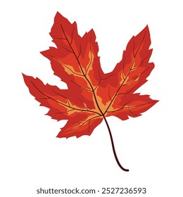 maple leaf vector illustration. autumn leaf ornament isolated on white background