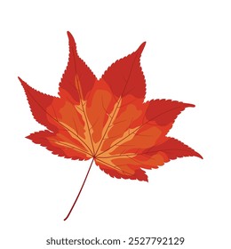 ilustração do vetor da folha do bordo. ornamento da folha do outono isolado no fundo branco