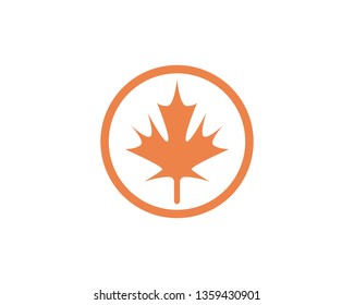 Maple leaf vector illustration design template