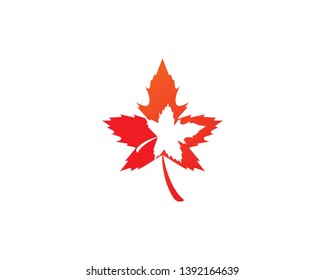 Maple leaf vector illustration design Logo template - Vector