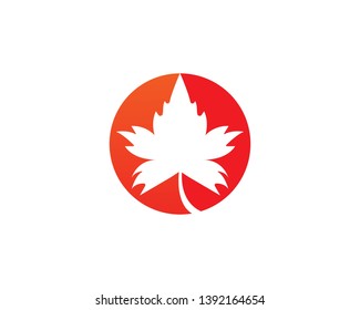Maple leaf vector illustration design Logo template - Vector