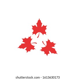 Maple leaf vector illustration design template