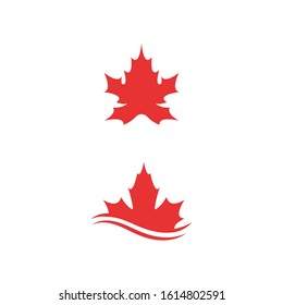 Maple leaf vector illustration design template