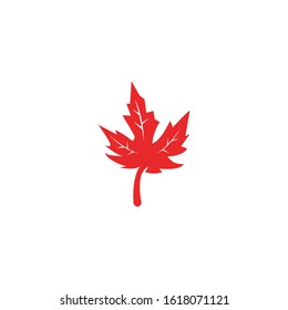 Maple leaf vector illustration design template