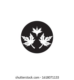 Maple leaf vector illustration design template