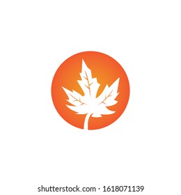 Maple leaf vector illustration design template
