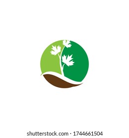 Maple leaf vector illustration design template