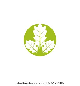 Maple leaf vector illustration design template