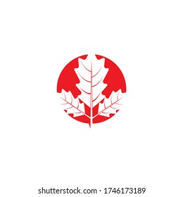 Maple leaf vector illustration design template