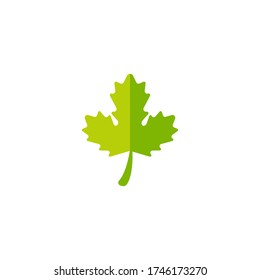 Maple leaf vector illustration design template