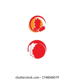 Maple leaf vector illustration design template