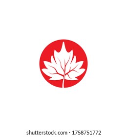 Maple leaf vector illustration design template