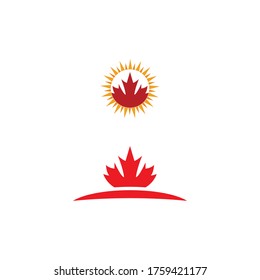 Maple leaf vector illustration design template