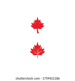 Maple leaf vector illustration design template