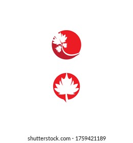 Maple leaf vector illustration design template