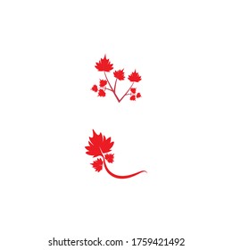 Maple leaf vector illustration design template