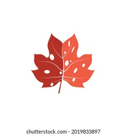 Maple leaf vector illustration design template