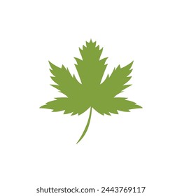 Maple leaf vector illustration design template