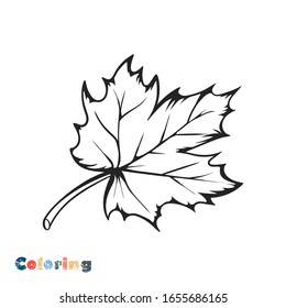 Maple Leaf. Vector illustration in the form of coloring.