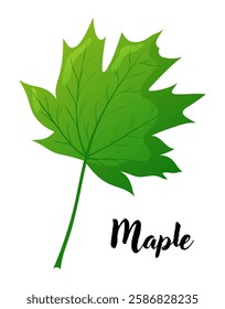 Maple leaf vector illustration. Leaves, botanical design element, European trees, botany, plant