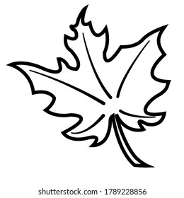 maple leaf  vector illustration not colored