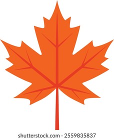 maple leaf vector illustration on white