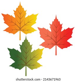 Maple leaf vector illustration set